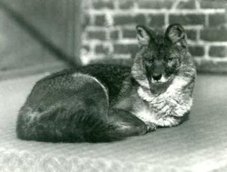 Un dhole ou chien sauvage asiatique en voie de disparition se reposant au zoo de Londres, 1923 (photo nb)